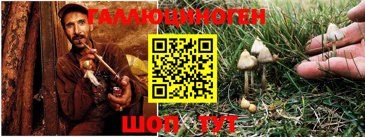 Псилоцибиновые грибы прущие грибы Нижний Тагил